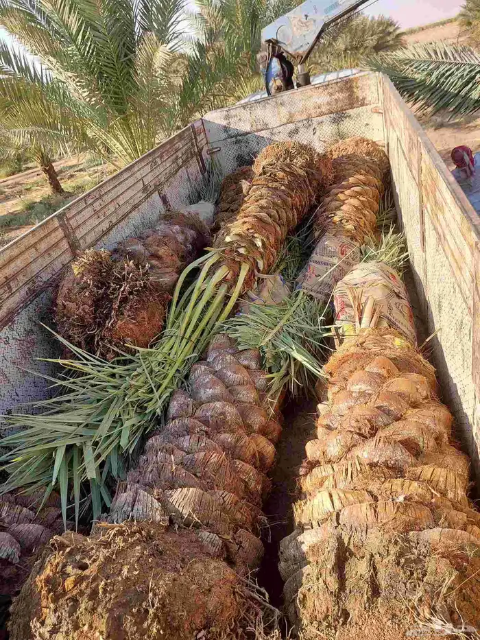 نخيل_مثمر_بجميع_انواعه_ومقاسته 2