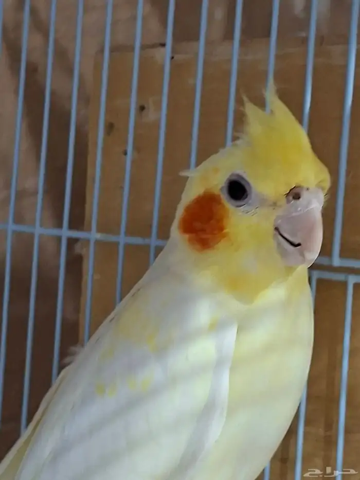 انثى كروان لاتينو عيون حمر 0