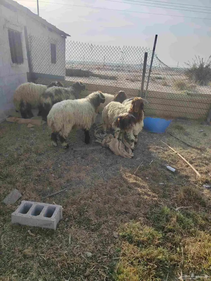 عداد 6 خرفان نعيم طيبه العمر من 8لي9 شهور. عداد 4 معزه 4