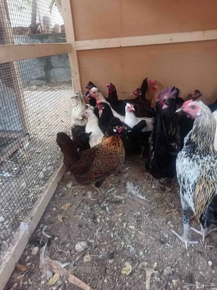 دجاج بلدي حساوي 0