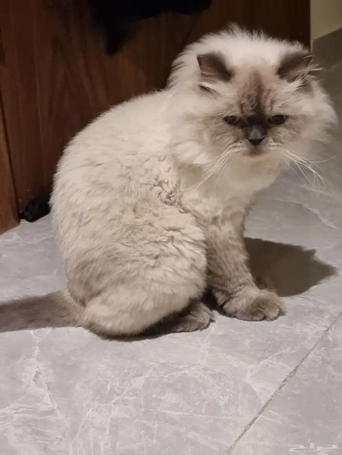 قط للتبني نوع همالايا ذكر (معق م) للجادين فقط 2