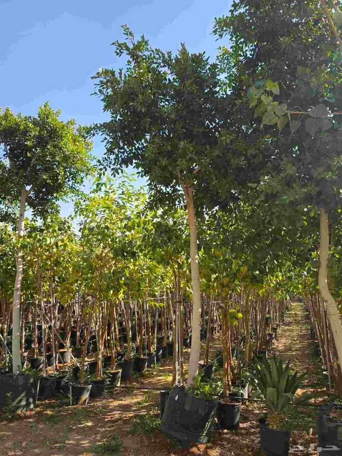 اشجار احجام كبيرة بأنواعها 5