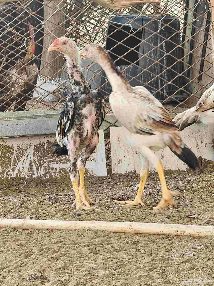 فروخ شامو ياباني 2