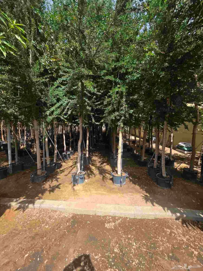 اشجار احجام كبيرة بأنواعها 1