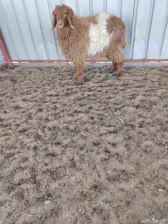 جذعه نعيميه طيبة 1