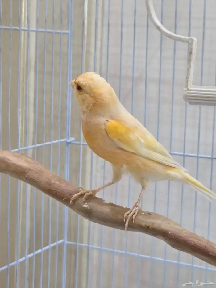 ذكر كناري طفره عيون حمر 1