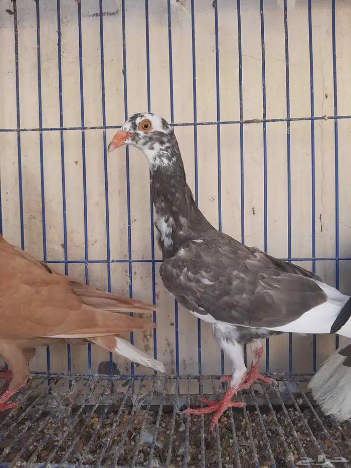 عرض طيور شاميه 0