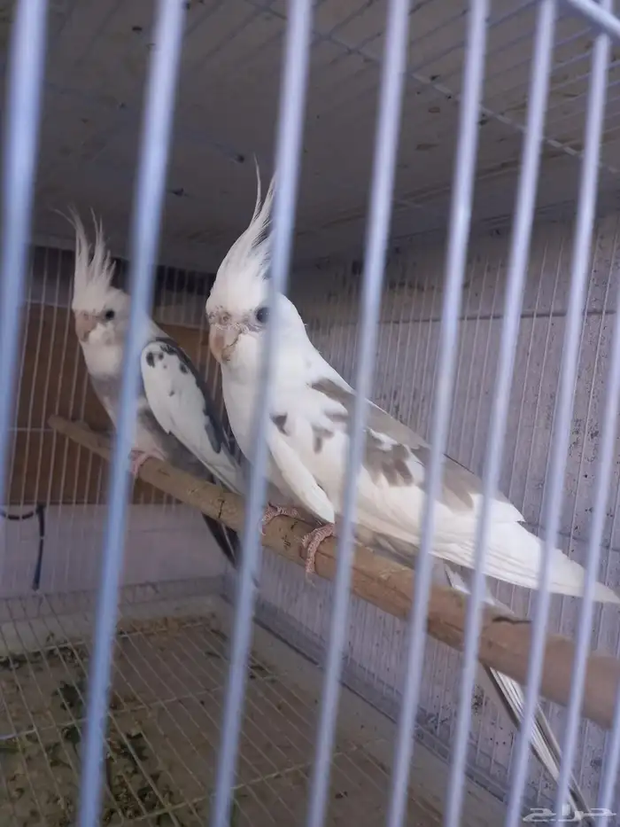 زوج كروان هولندي جرم ولون ..فخم..تم الحجز 4