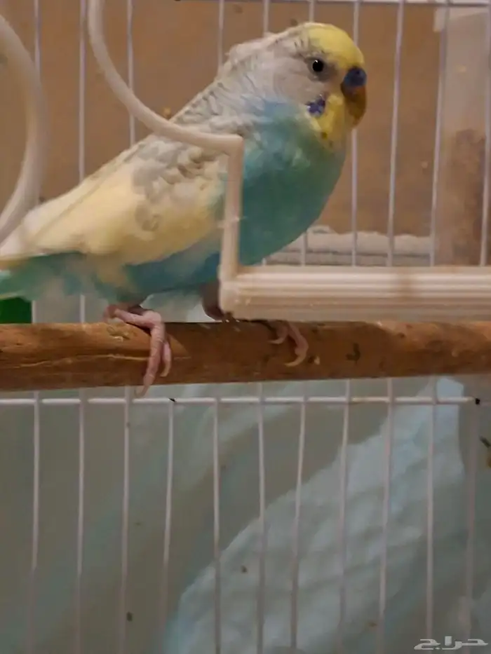 بادجي زوج منتج 4