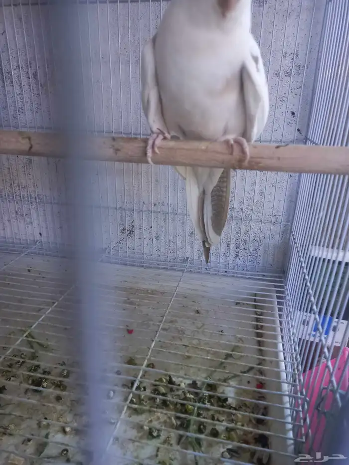 زوج كروان هولندي جرم ولون ..فخم..تم الحجز 6