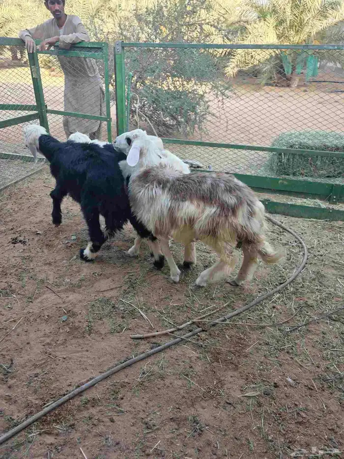 3 طليان نجد 0