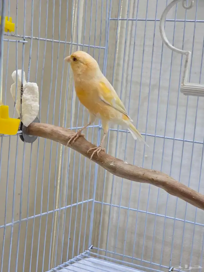 ذكر كناري طفره عيون حمر 3