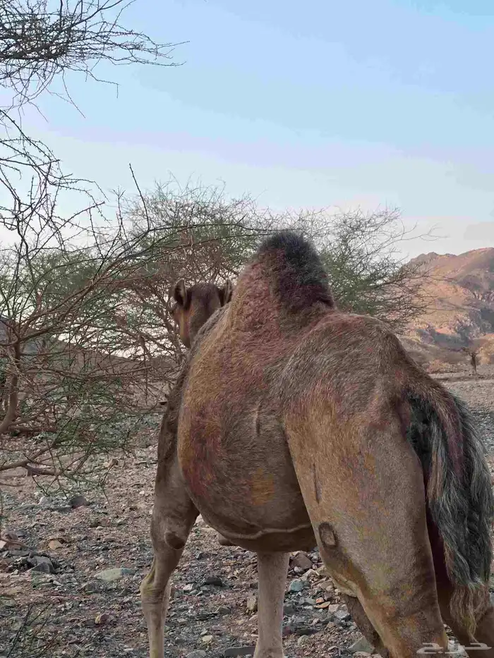 حايل رباع للبيع 0