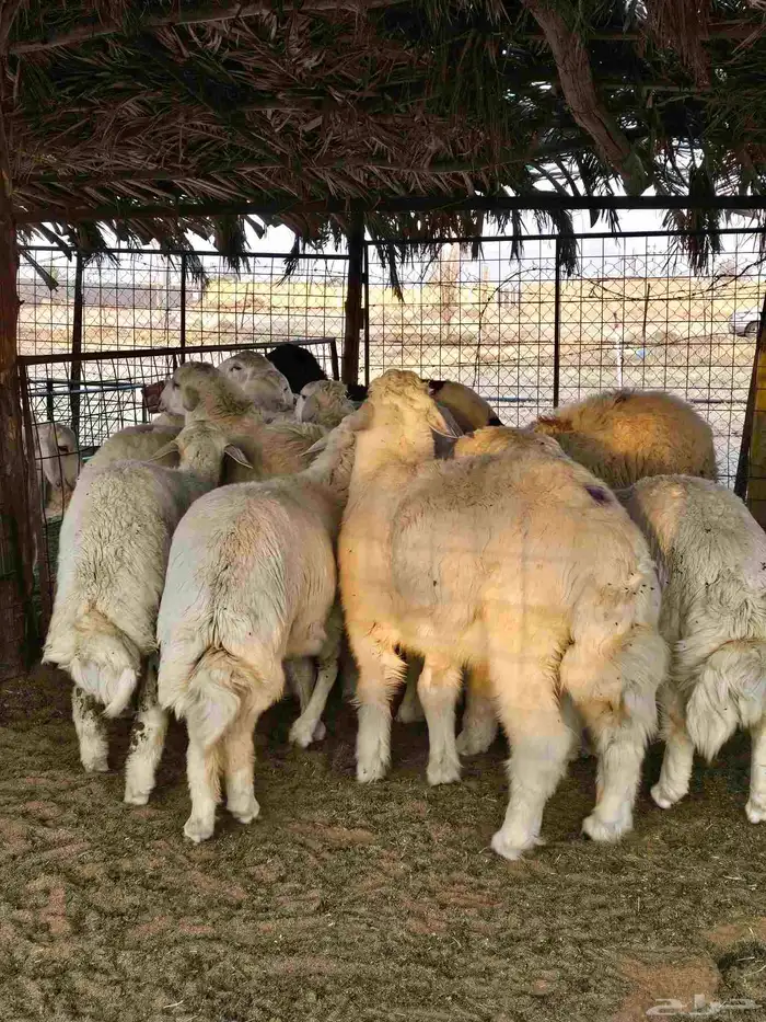 ذبايح مع التوصيل 4