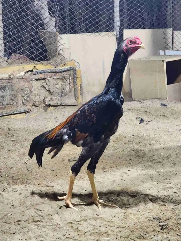 فروخ شامو ياباني 4