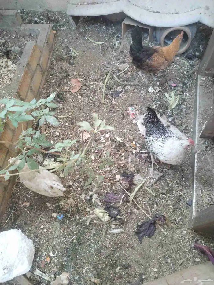 دجاج فيومى ودجاج حباحب جميعم بياض وديك فيومى 1
