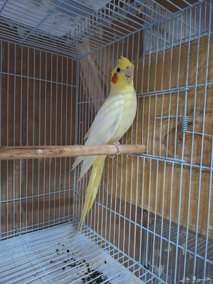 انثى كروان لاتينو عيون حمر 1