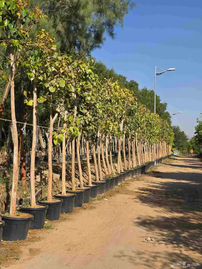 اشجار احجام كبيرة بأنواعها 4