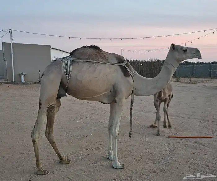 عشرا معها قعود عمره فوق 7 شهور 3