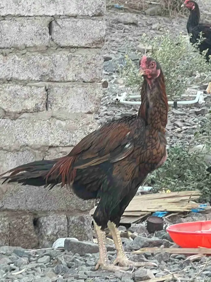 ديوك باكستانية 0