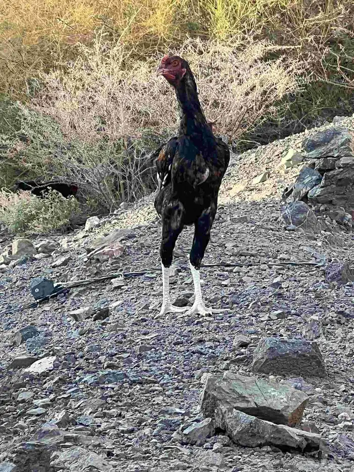 ديوك باكستانية 1