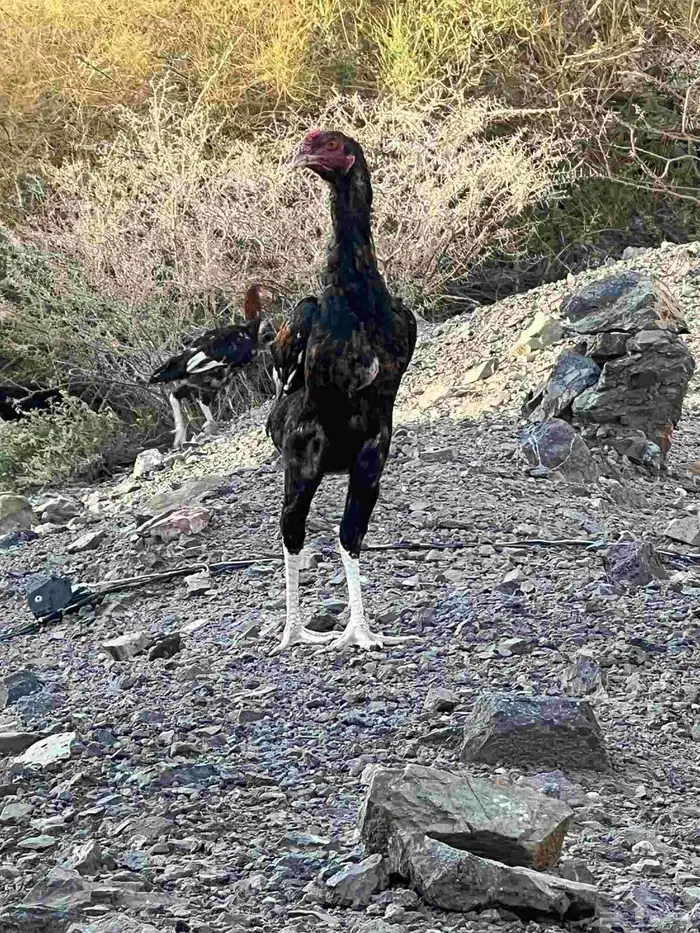 ديوك باكستانية 2