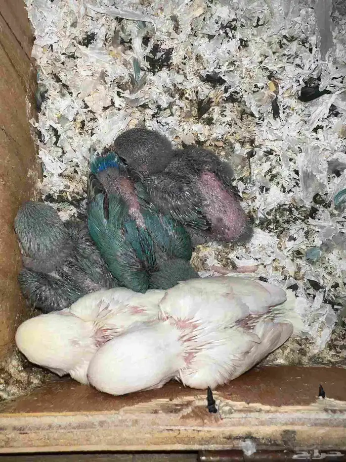 فروخ ببغاء روز ( 200 للحبه ) 0