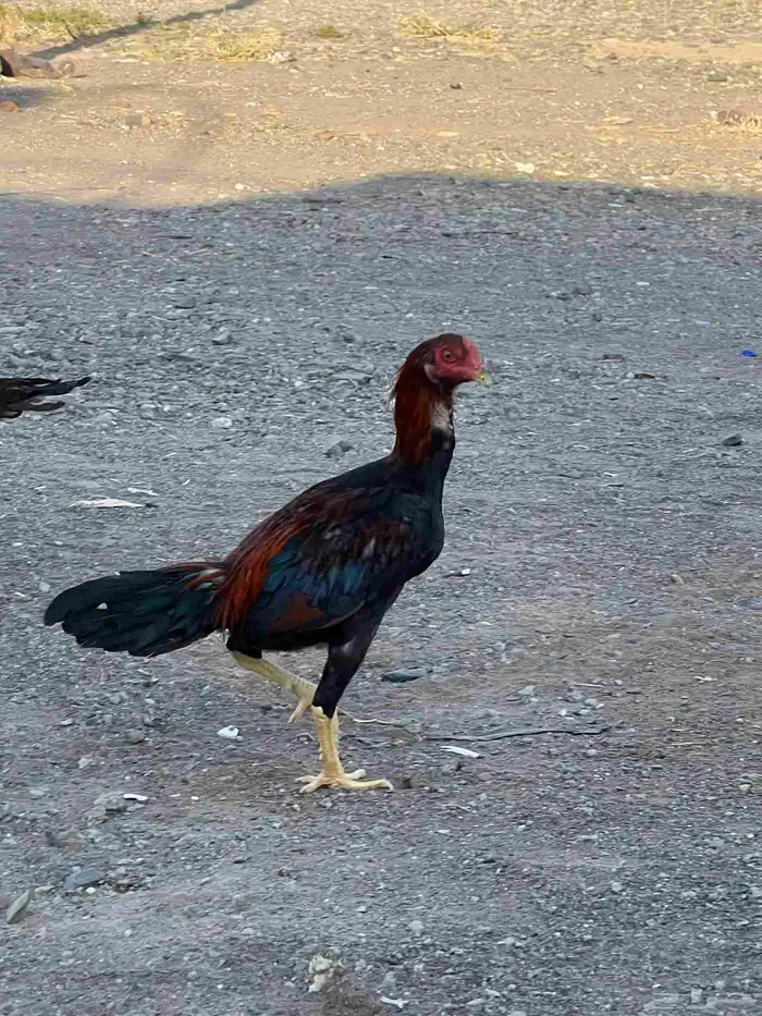 ديوك باكستانية 3