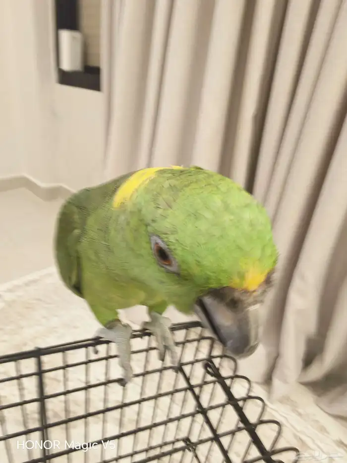 امزوني يلوناب للبيع 8