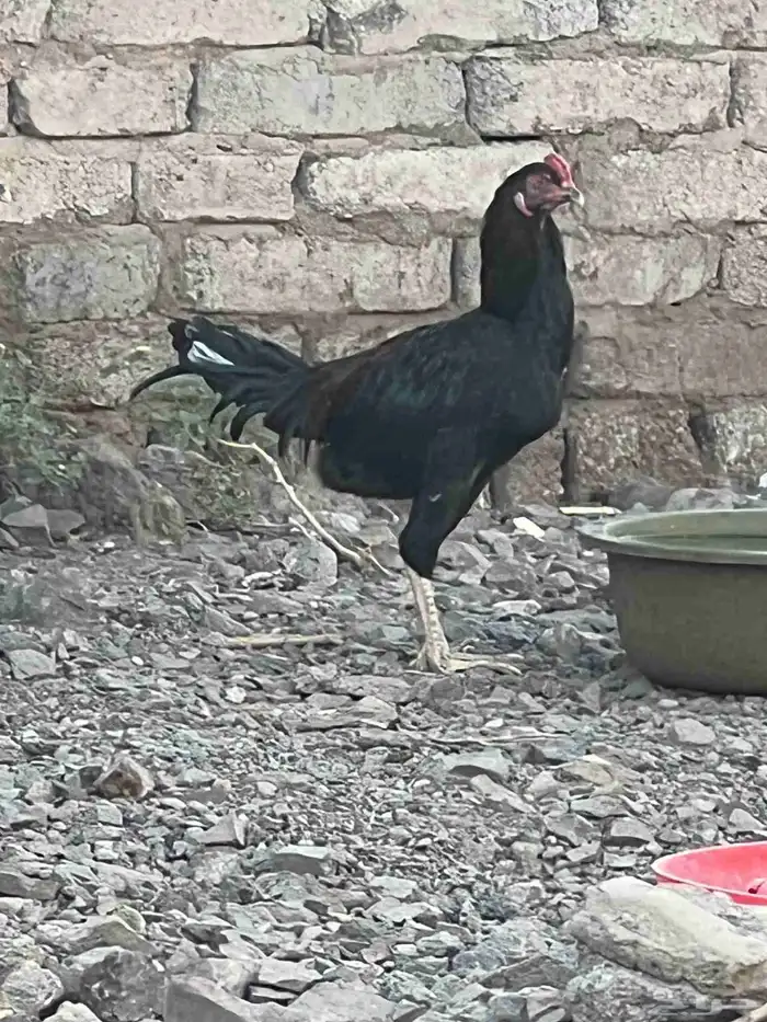 ديوك باكستانية 5