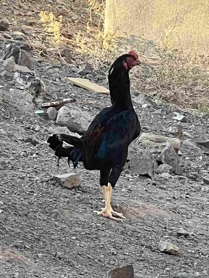 ديوك باكستانية 4