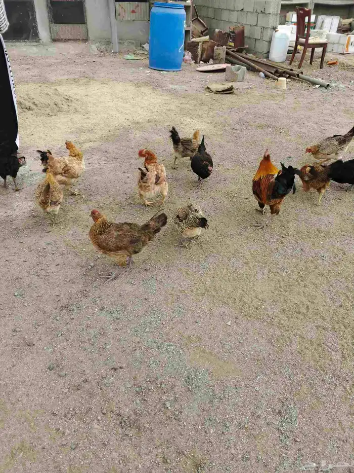 دجاج عربي حجم بياض وحضانة السعر 60العدد 28 1