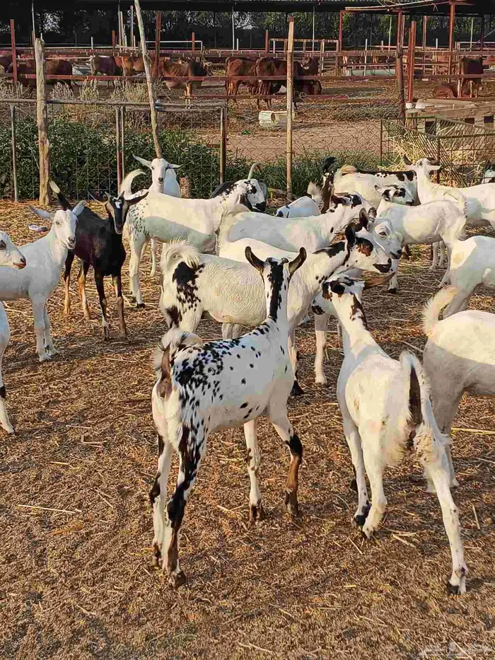 أعراض لكم جفار بلدي بضاعة فاخر طيبة 5