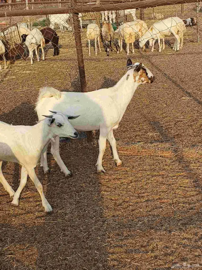 أعراض لكم جفار بلدي بضاعة فاخر طيبة 4