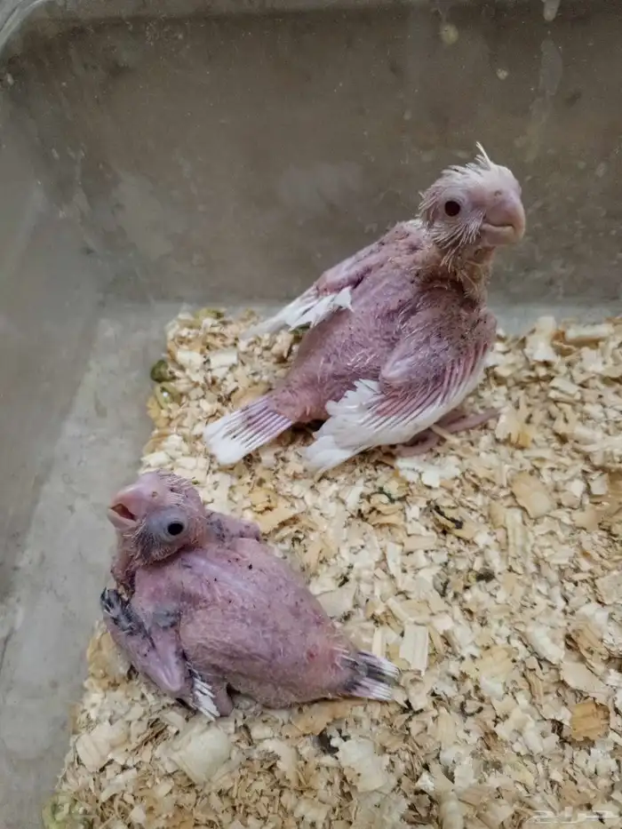 للبيع فروخ روز وكروان 0