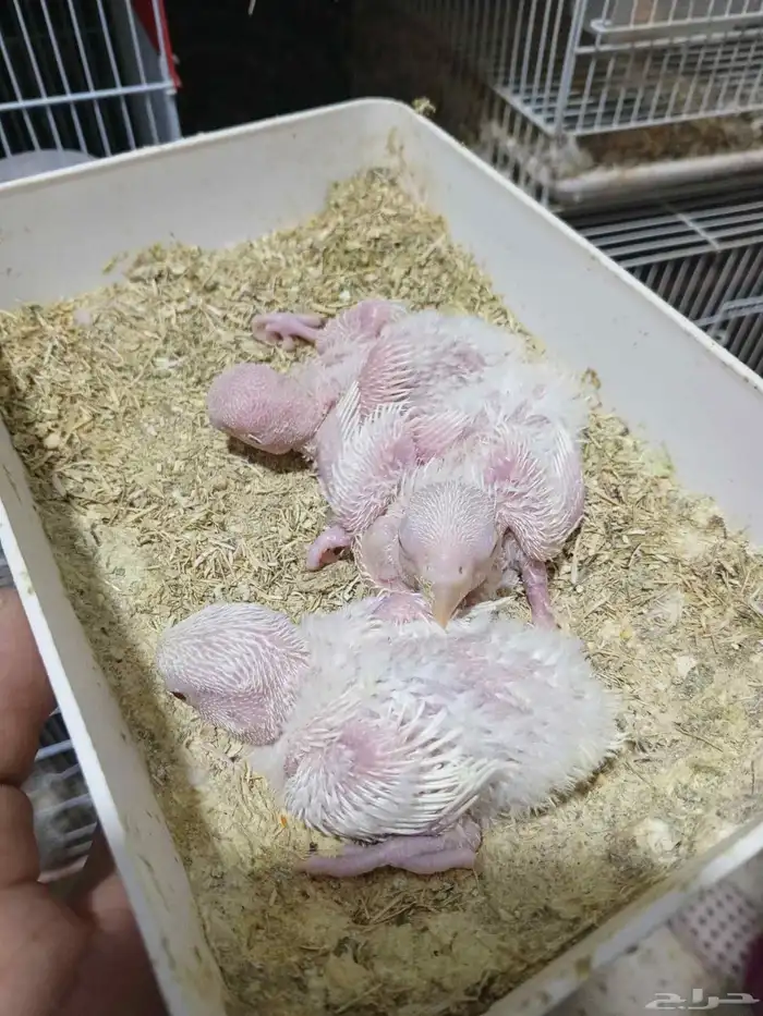 للبيع فروخ روز وكروان 2