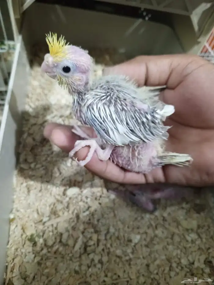 للبيع فروخ روز وكروان 3