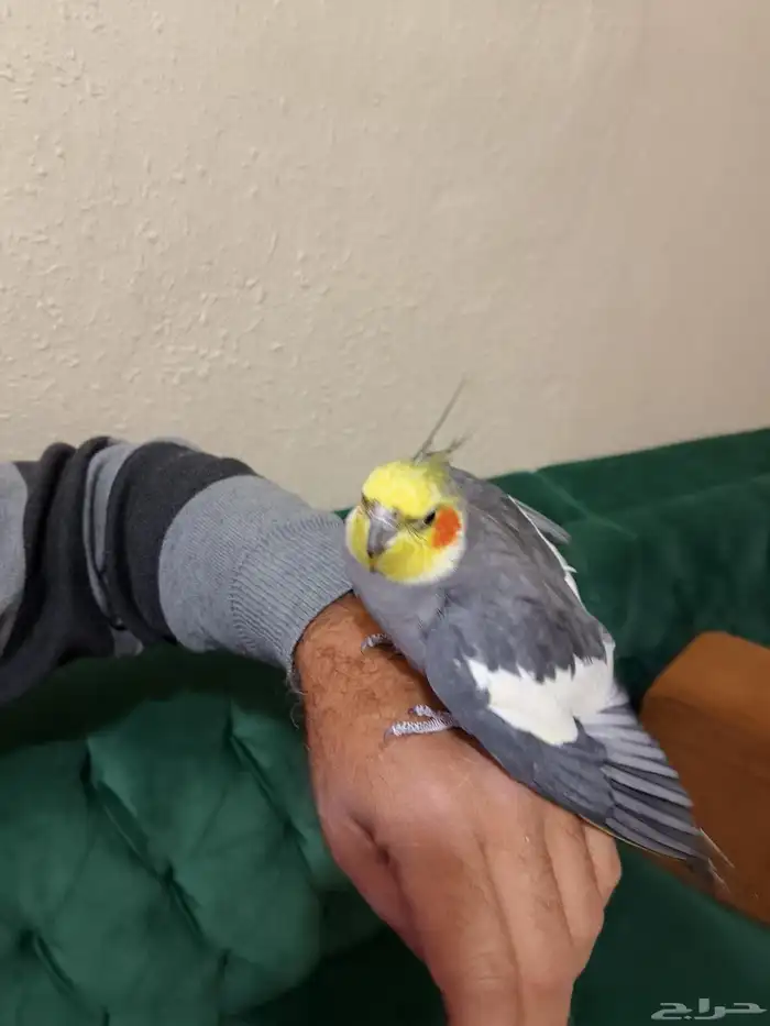 القمريه شارع العام أمام العربيه للعود 0