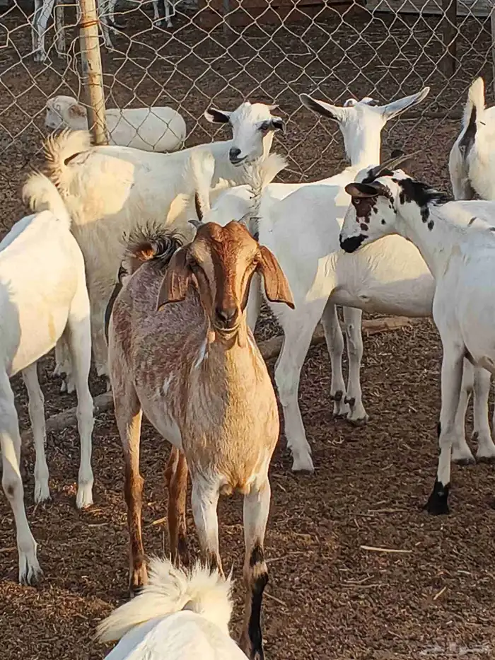 أعراض لكم جفار بلدي بضاعة فاخر طيبة 6