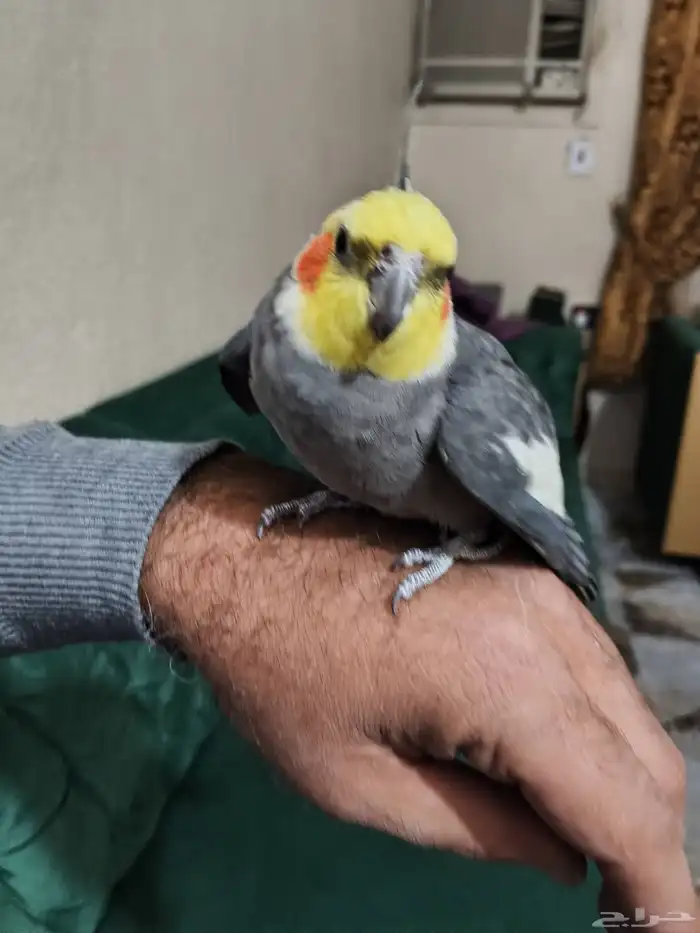 القمريه شارع العام أمام العربيه للعود 1