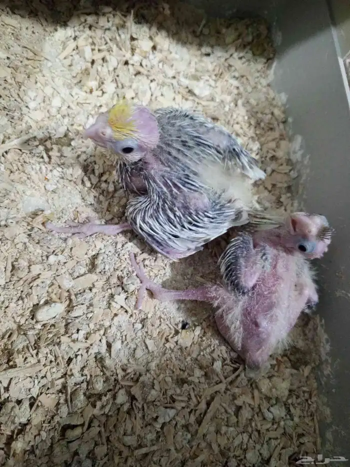 للبيع فروخ روز وكروان 1