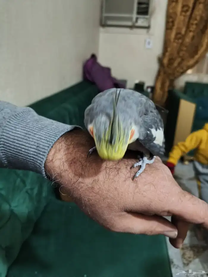 القمريه شارع العام أمام العربيه للعود 2