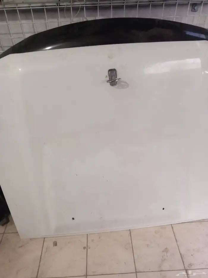 كبوت رفارف شاص 1