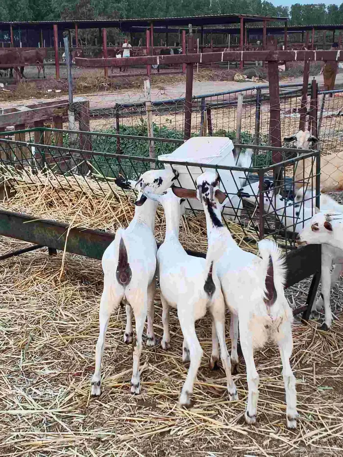 أعراض لكم جفار بلدي بضاعة فاخر طيبة 2