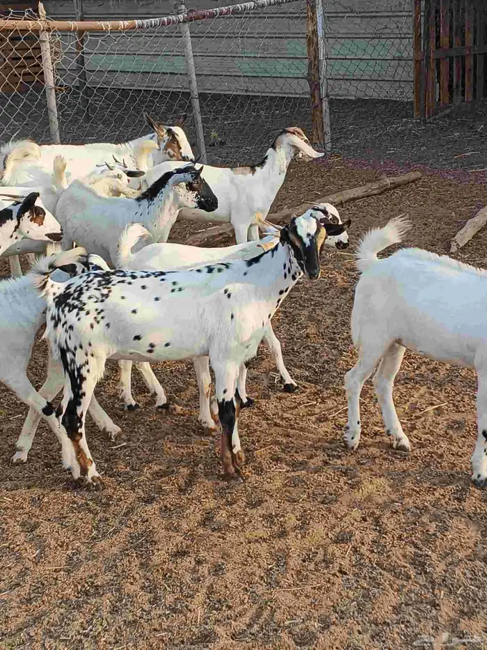 أعراض لكم جفار بلدي بضاعة فاخر طيبة 3