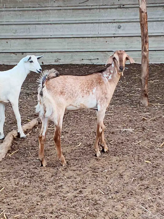 أعراض لكم جفار بلدي بضاعة فاخر طيبة 0