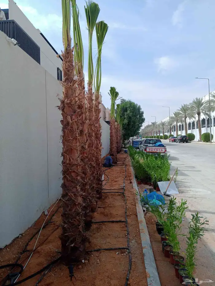 نخل واشنطن وعربي مثمر جميع المقاسات متوفره يوجد توصيل لجميع 5