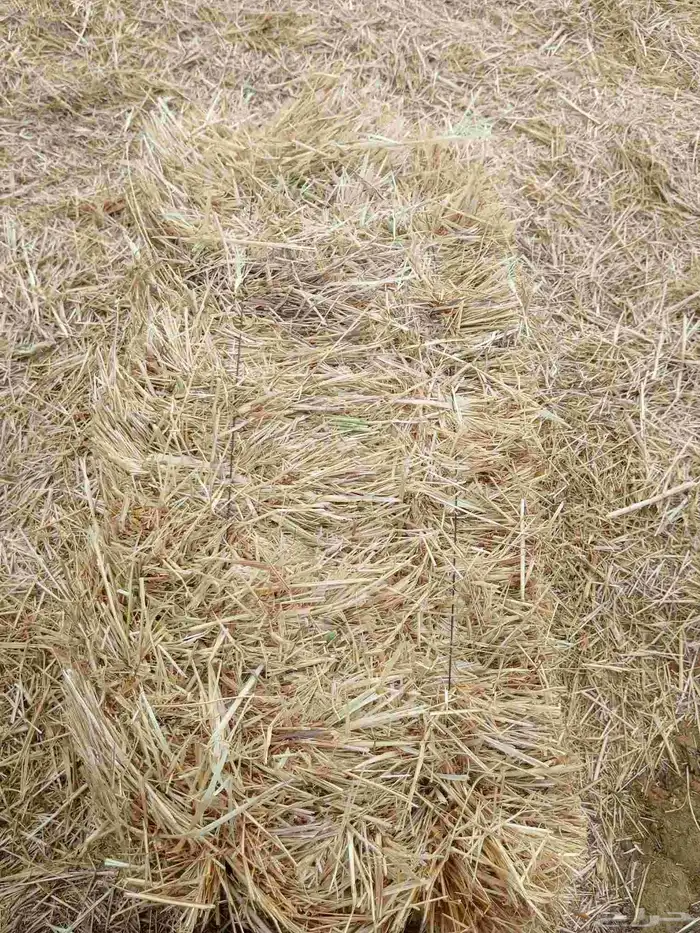 هيبان مع تبن مخلوط ممتاز 3