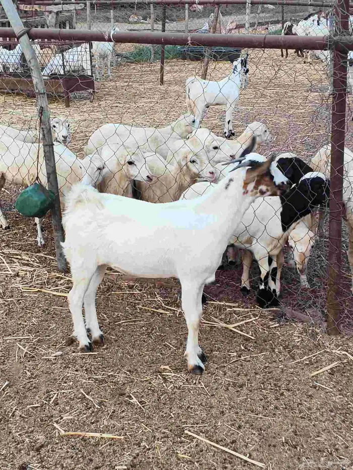 أعراض لكم جفار بلدي بضاعة فاخر طيبة 8