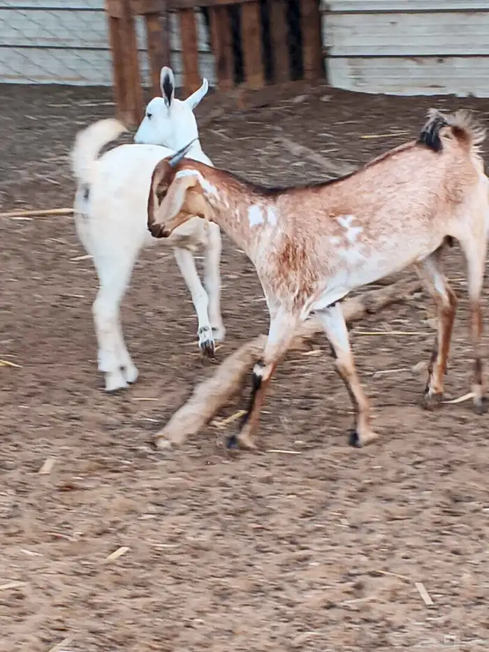 أعراض لكم جفار بلدي بضاعة فاخر طيبة 1